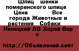 Шпиц - шенки померанского шпица › Цена ­ 20 000 - Все города Животные и растения » Собаки   . Ненецкий АО,Хорей-Вер п.